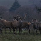 Early Morning gathering