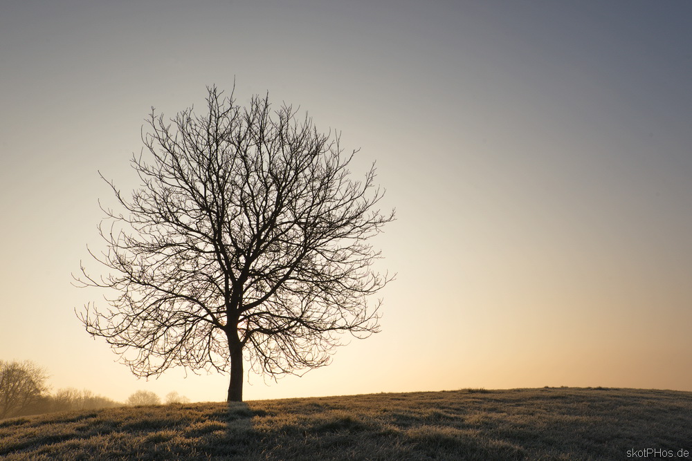 Early Morning in Spring