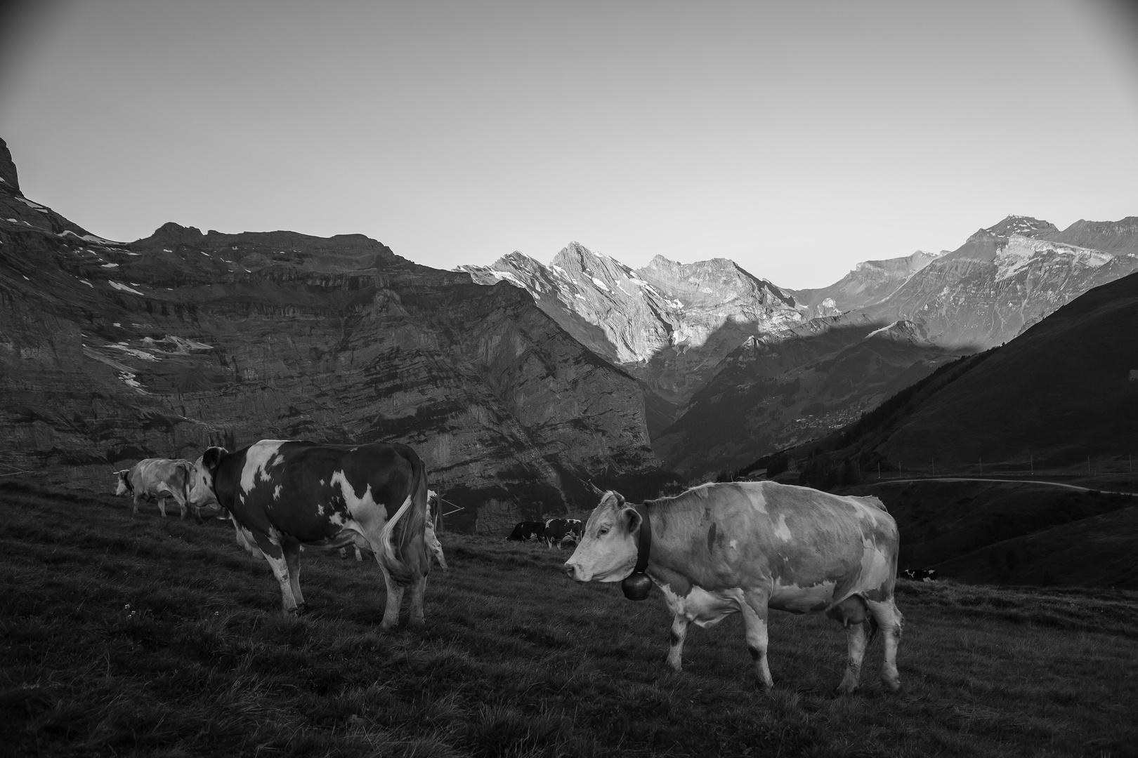 early morning in the meadow