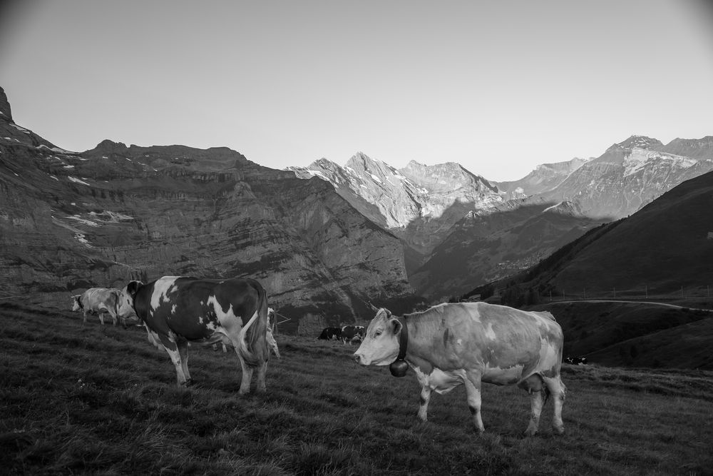 early morning in the meadow