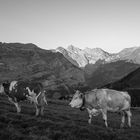 early morning in the meadow