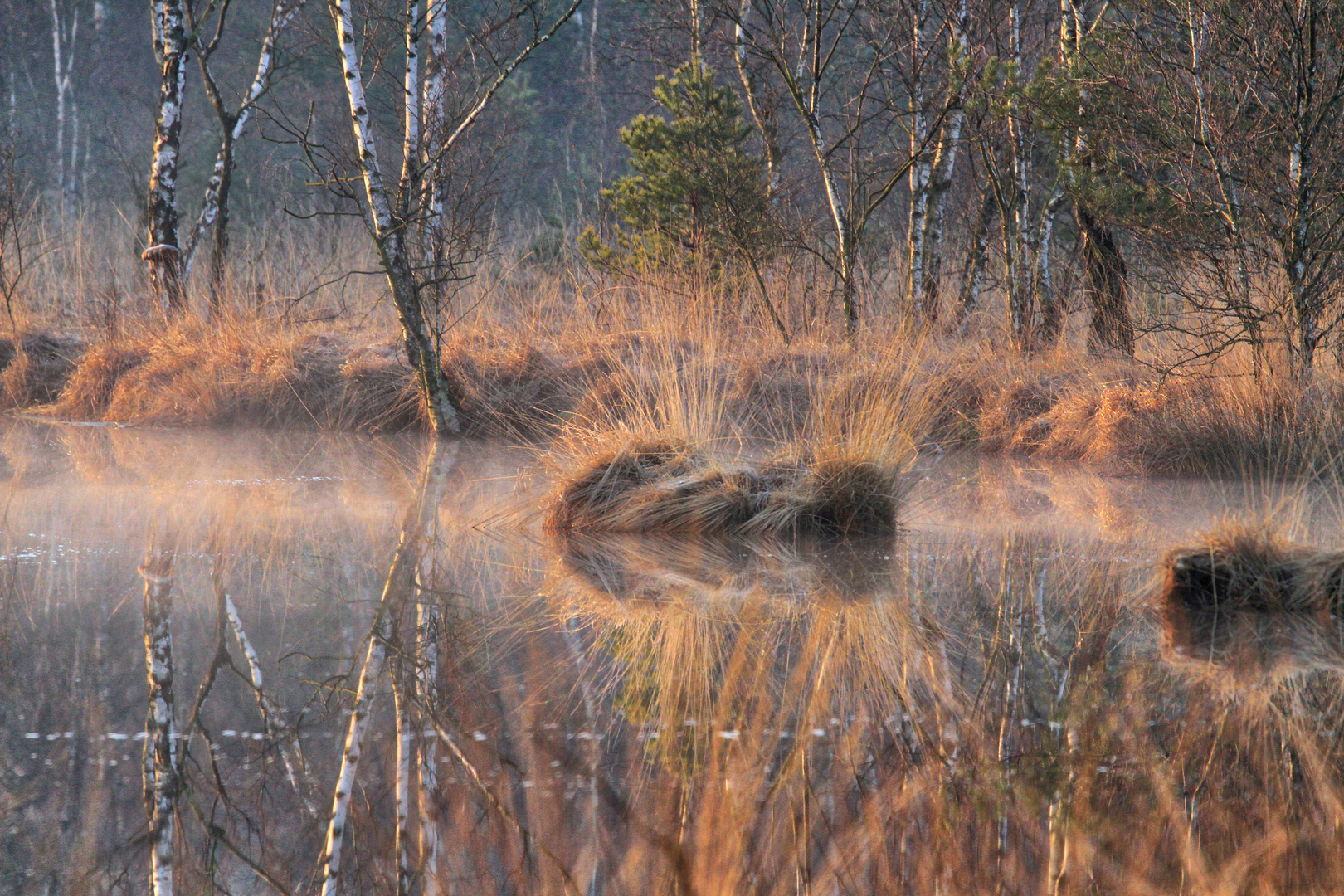 early morning in the moor