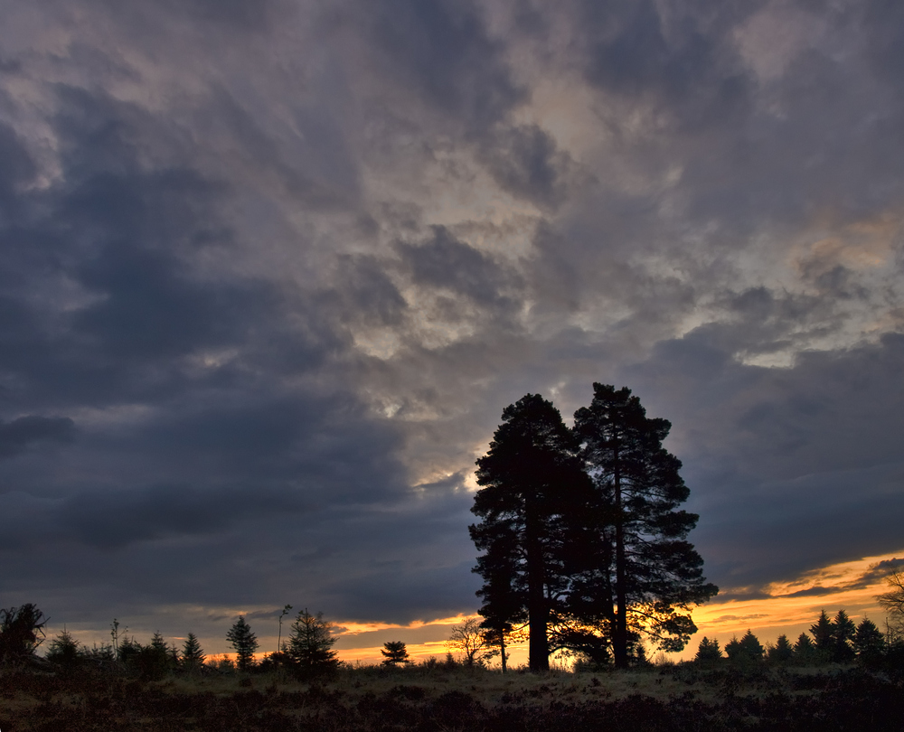 early morning in the moor