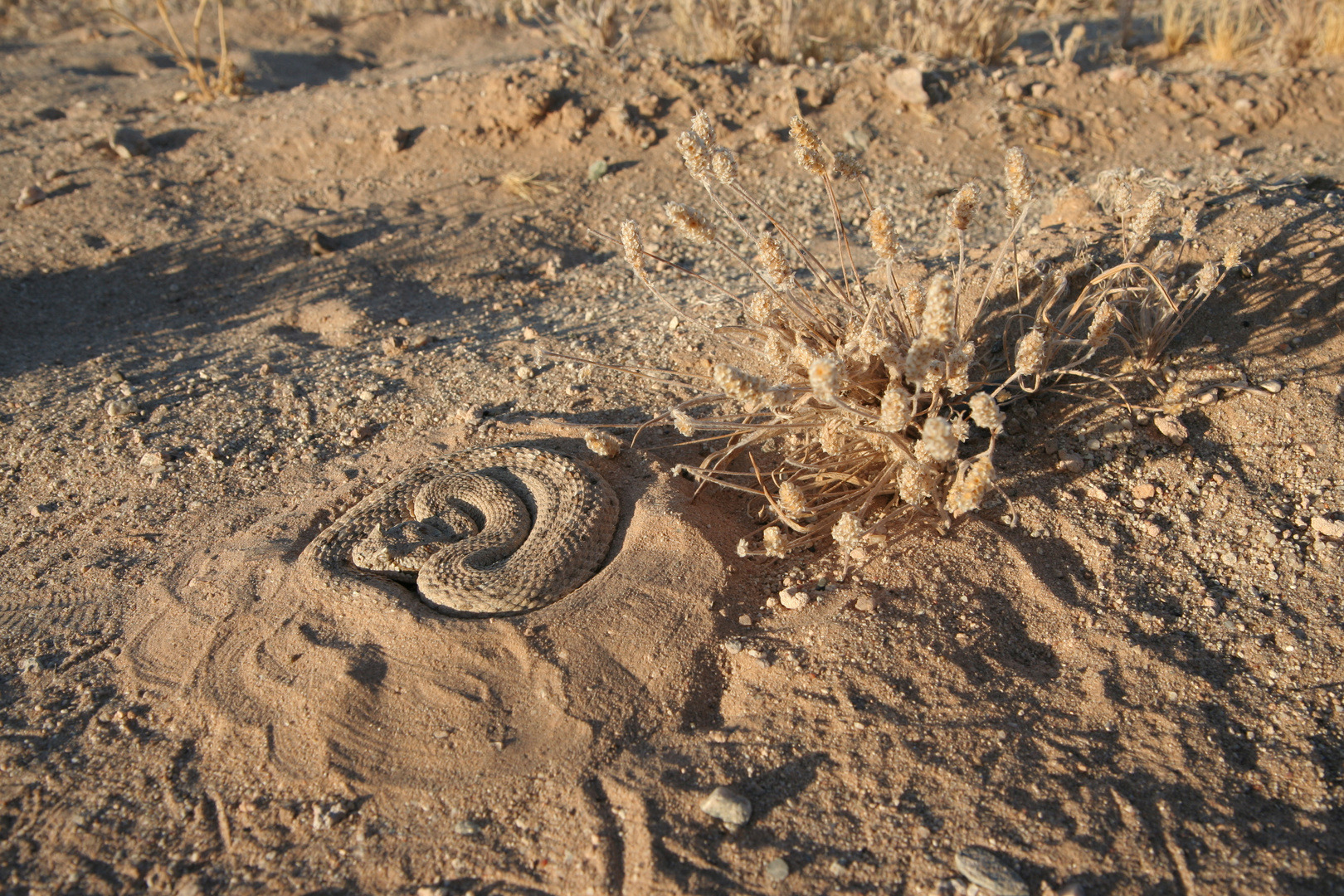 Early morning in the Sonoran Desert