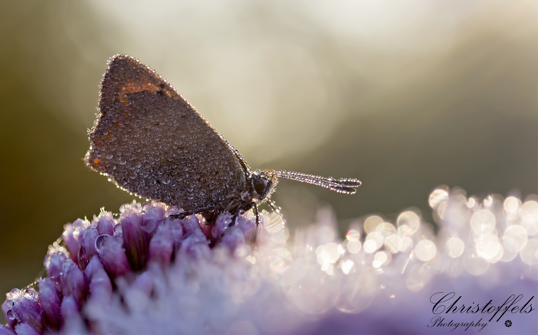 Early Morning Light