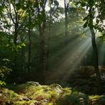 Early morning light in the forest.