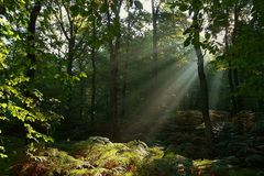 Early morning light in the forest.