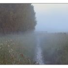 Early-morning mist (Bavel)