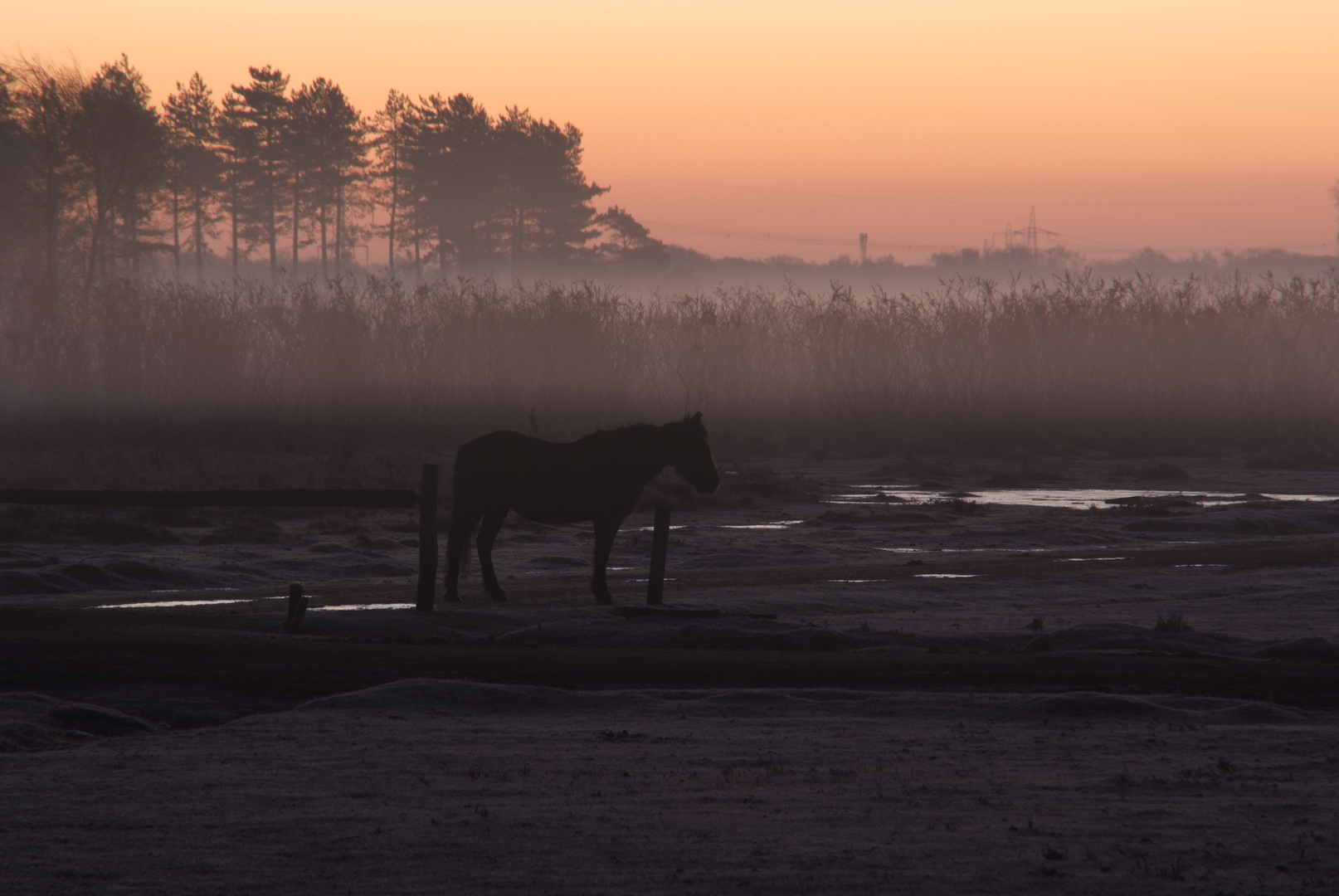 early morning mist 