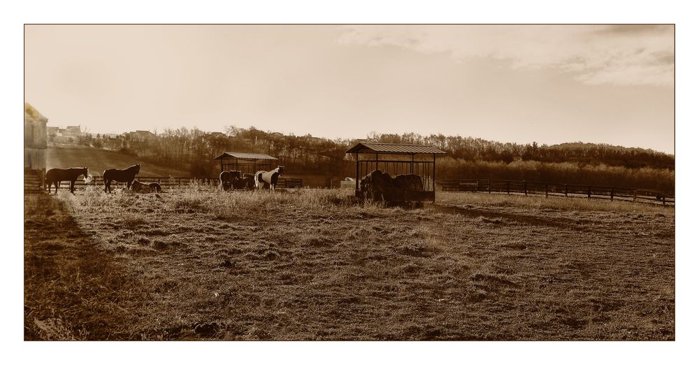 Early morning out by the Horse Farm