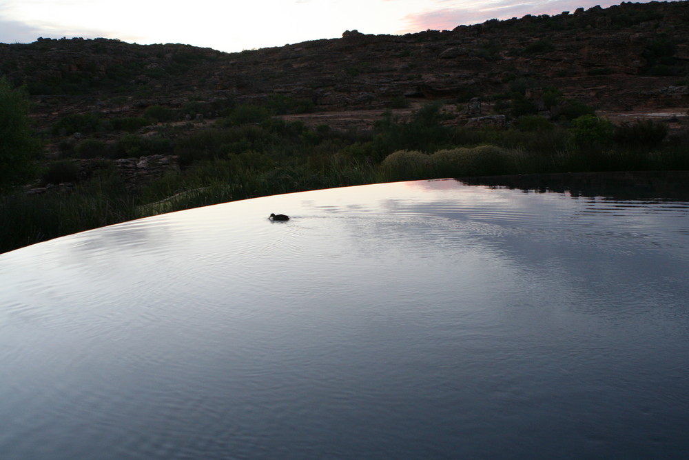 * early morning pool  ... *