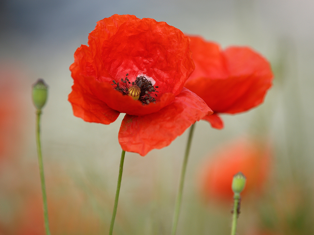 early morning poppy