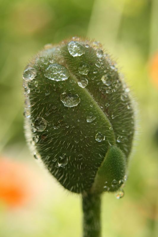 early morning rain