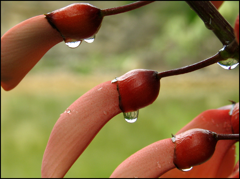 Early Morning Rain Drops