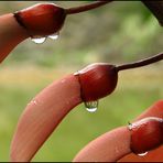 Early Morning Rain Drops