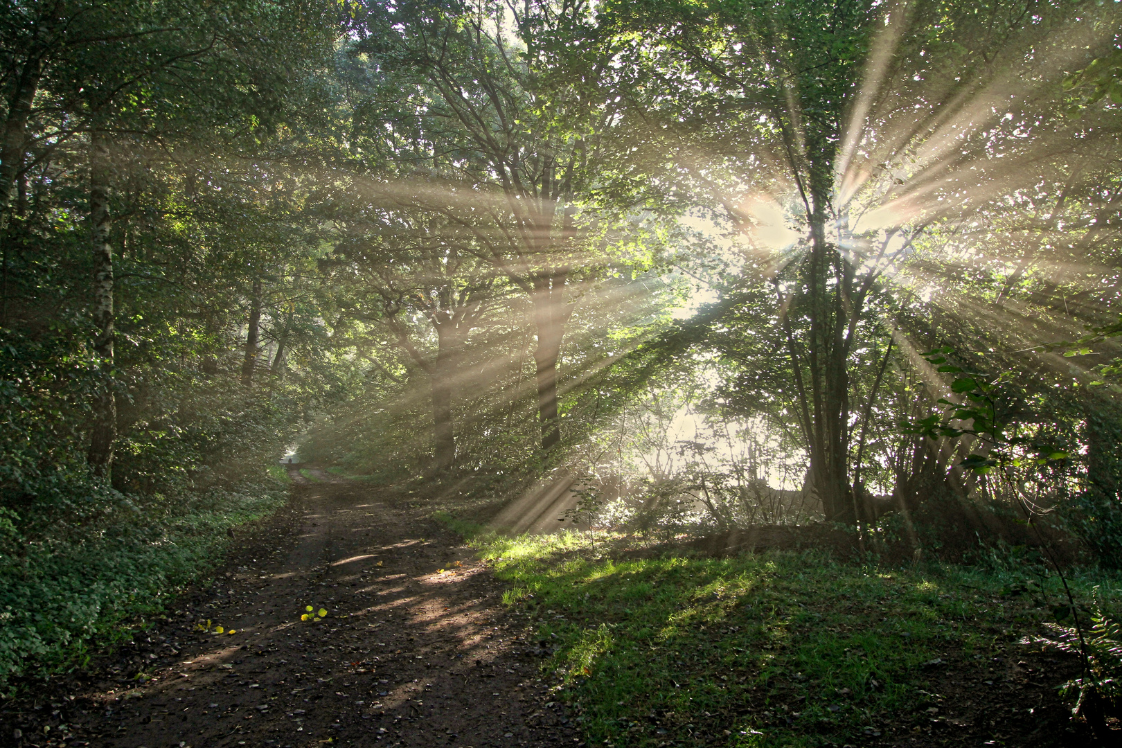 early morning shine