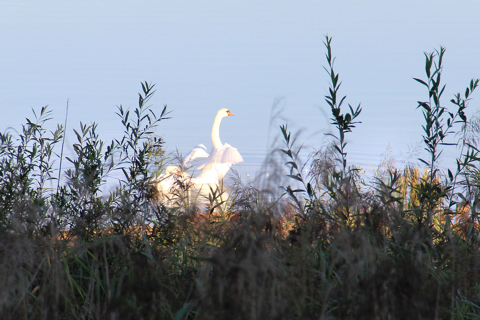 Early Morning Swan Brombachsee