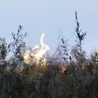 Early Morning Swan Brombachsee