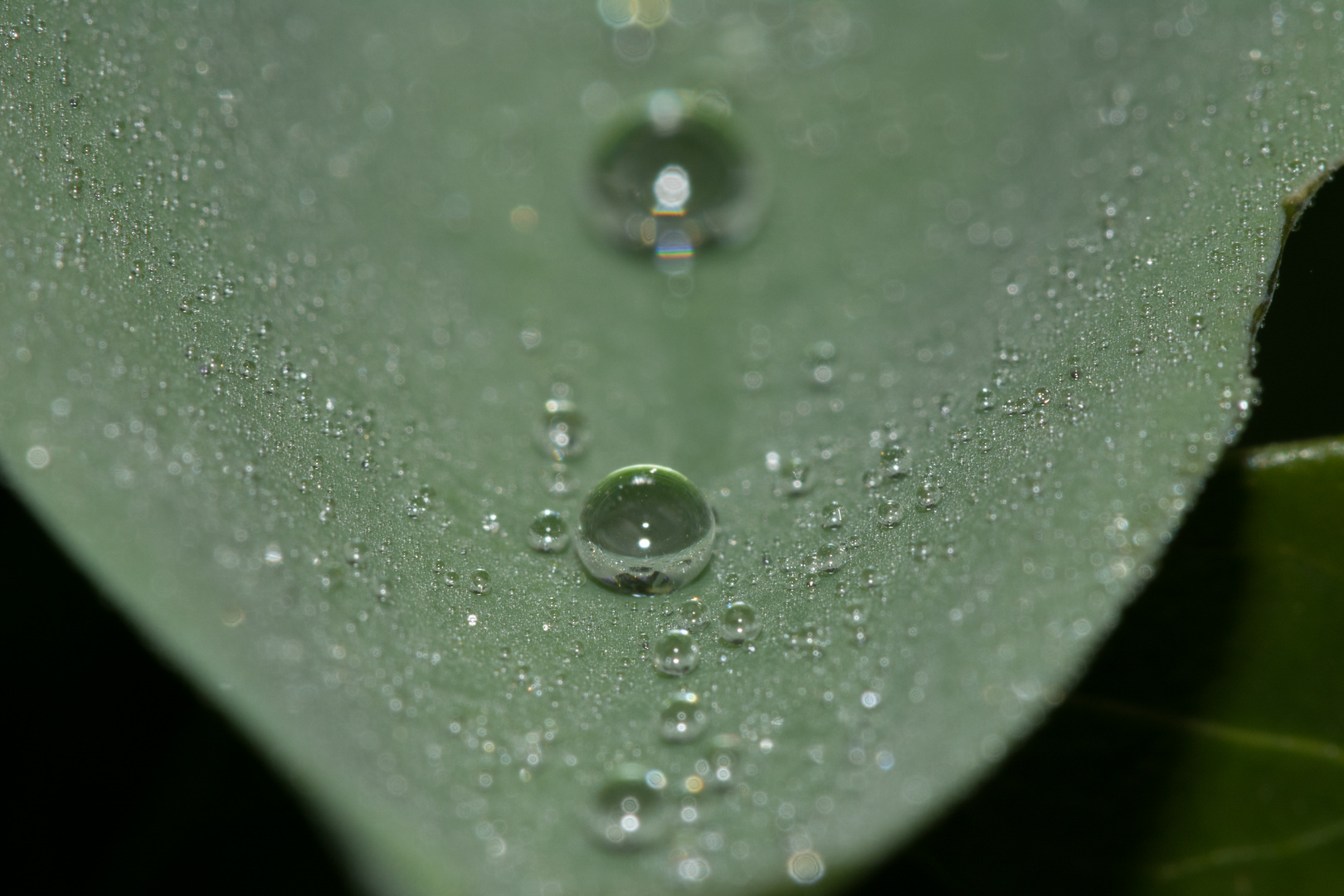 Early morning water droplets