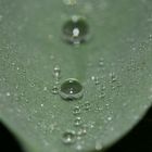 Early morning water droplets