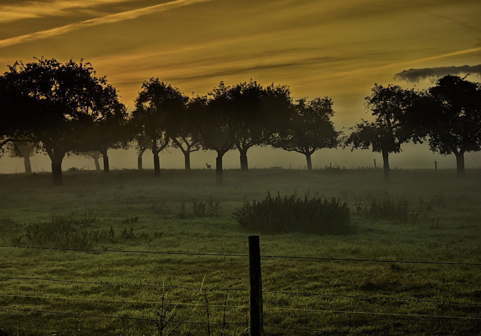 early morning with deer