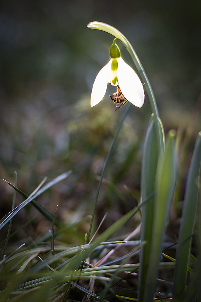 Early signs of spring