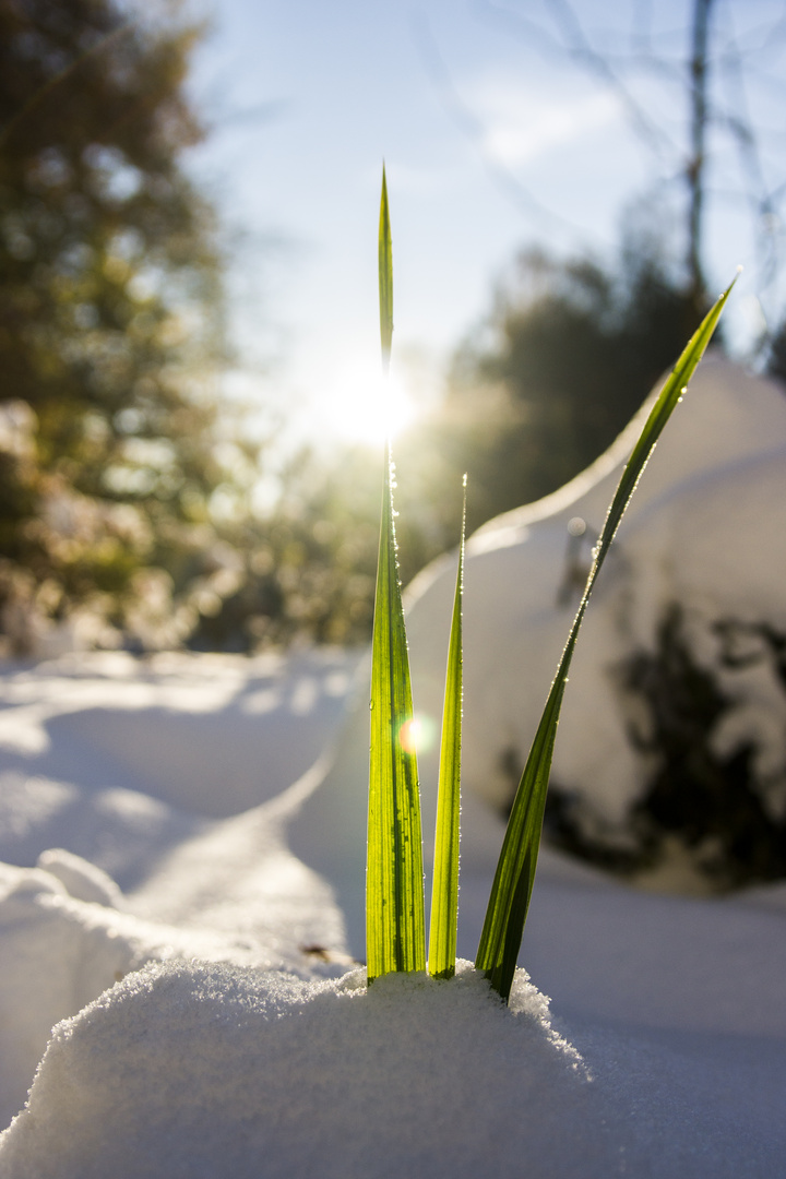 early snow