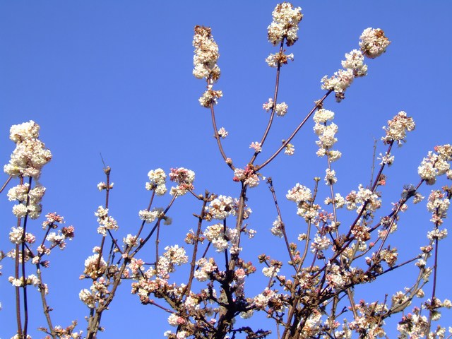 early spring blossom