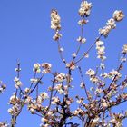 early spring blossom