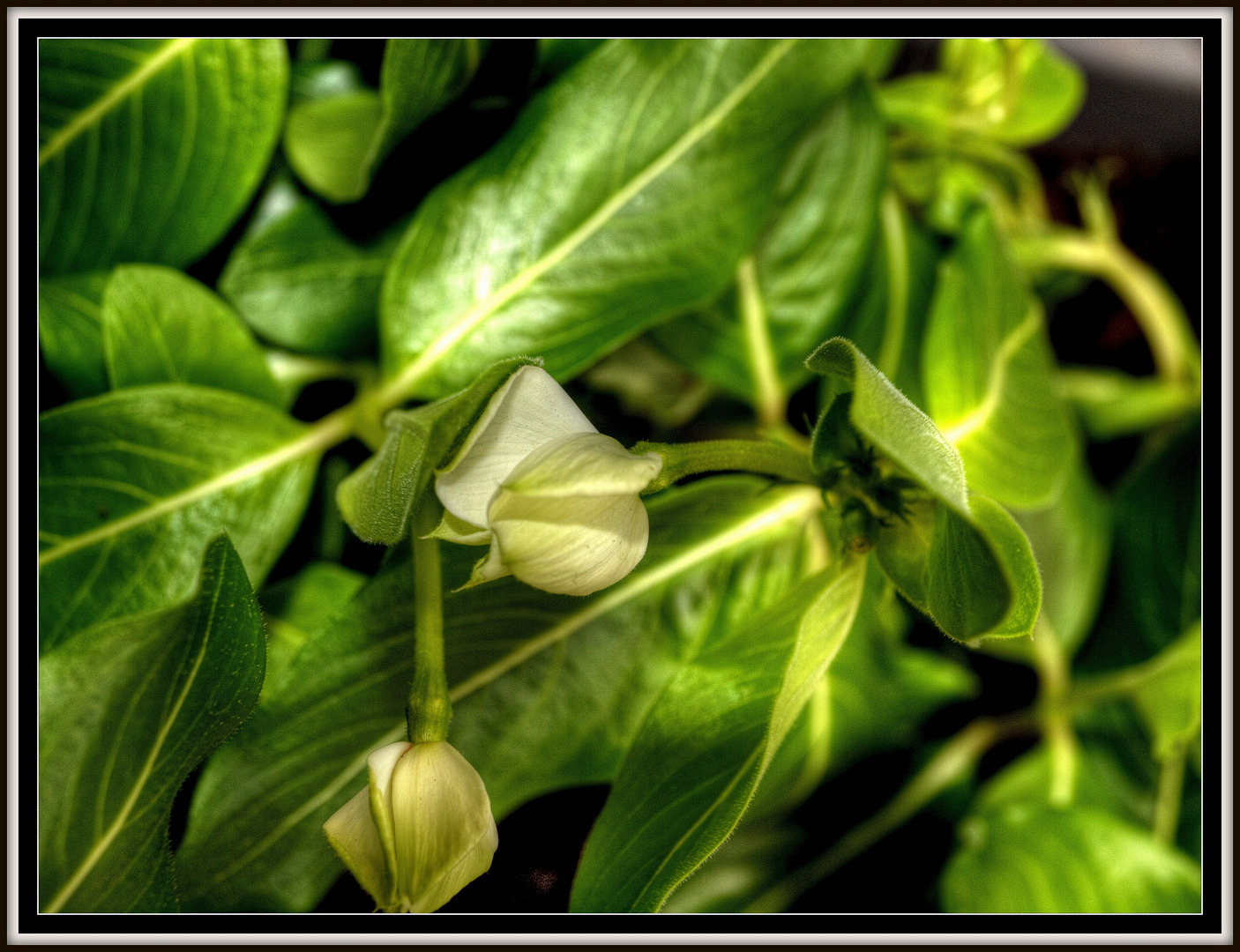 EARLY SPRING FLOWER