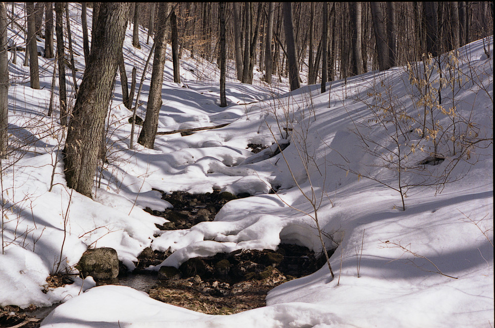 Early Spring. Gatineau Park, Quebec, Canada..