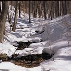 Early Spring. Gatineau Park, Quebec, Canada..