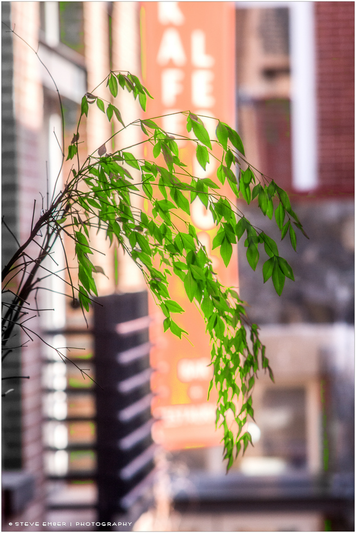 Early Spring in Cady's Alley - A Georgetown Impressionn