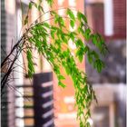 Early Spring in Cady's Alley - A Georgetown Impressionn