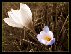 Early spring in London