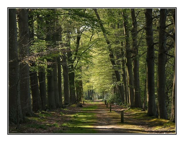 Early spring morning (Landgoed Hondsdonk)