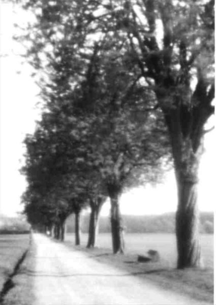 Early spring (Part 2) - Pinhole