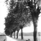 Early spring (Part 2) - Pinhole