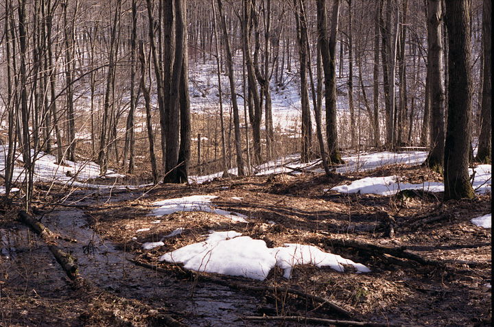 Early Spring snow melt, Gatineau Park, Quebec, Canada.