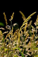 early summer grass