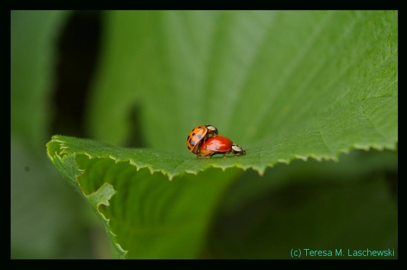 early summer love