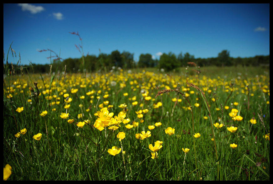 Early summer meadow