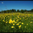 Early summer meadow