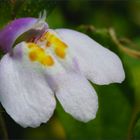 Early Wildflower in the back yard..........