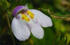 Early Wildflower in the back yard..........