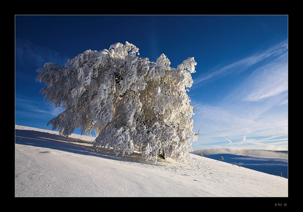 "Early Winter"