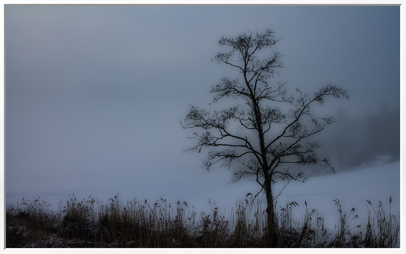 Early Winter Morning by Tony