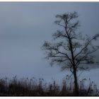 Early Winter Morning by Tony