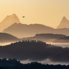 Earlybird, der frühe Vogel 