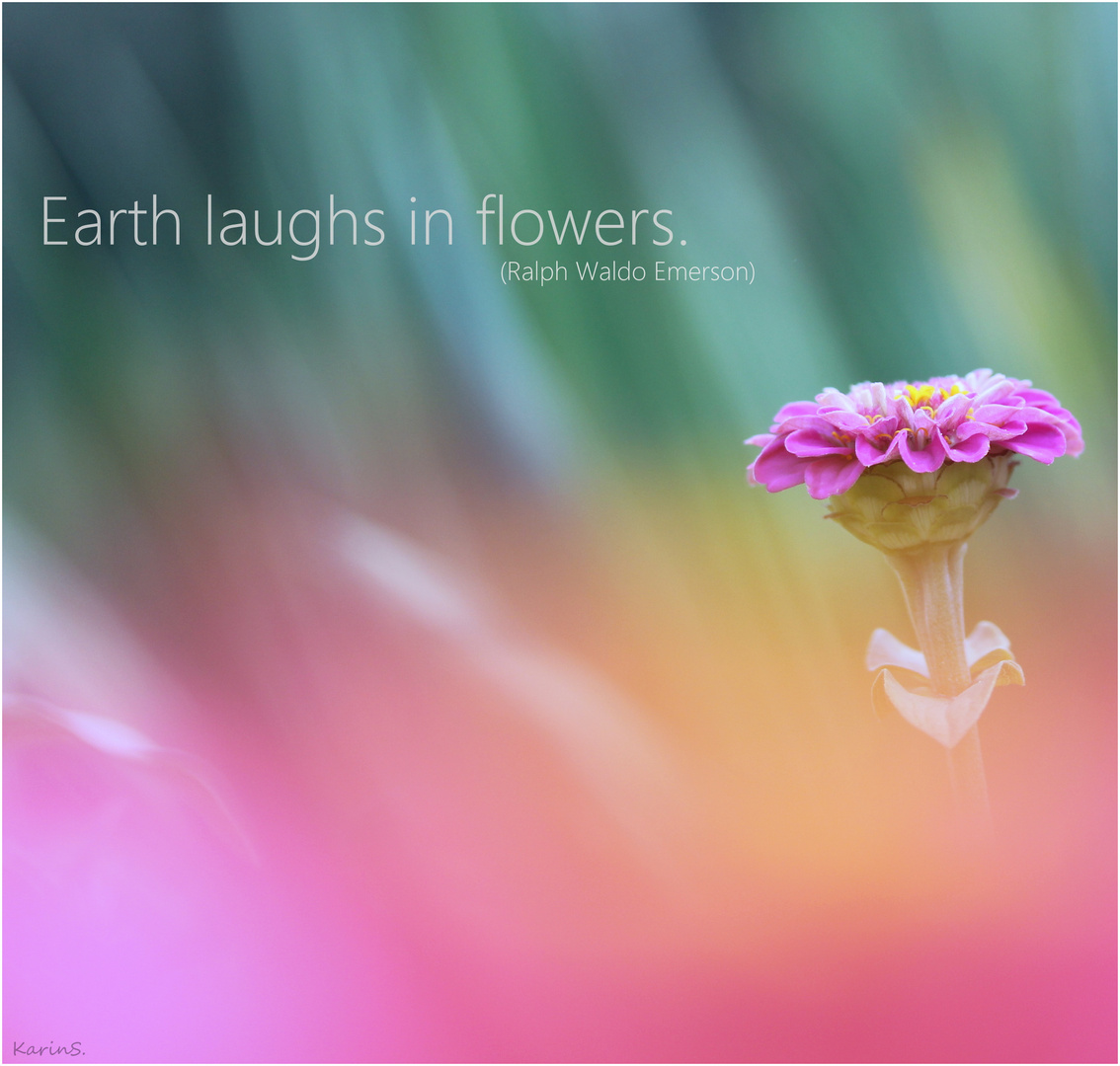 Earth laughs in flowers